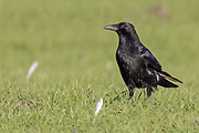 vrana túlavá západoeurópska (čierna) 