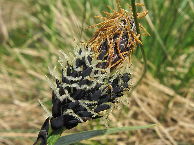 ostrica bigelowova Carex bigelowii Torr. ex Schwein.