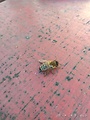 včela medonosná 