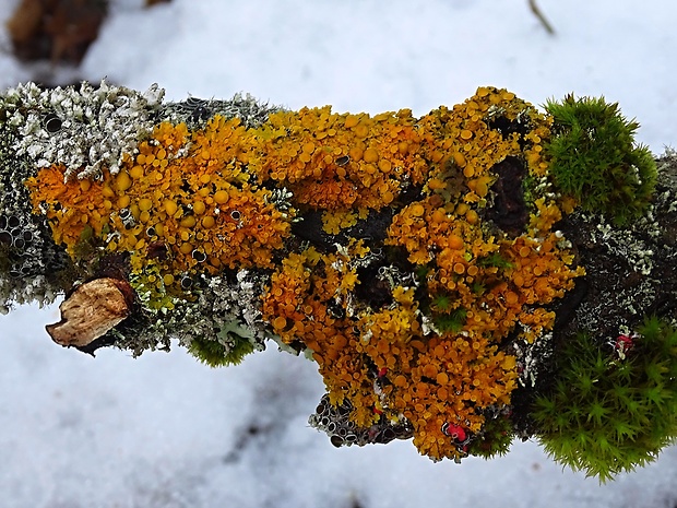 lišajník Lichenes gr.