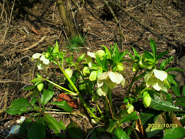 čemerica zelená Helleborus viridis L.