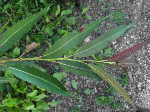 vŕba Salix x alopecuroides Tausch