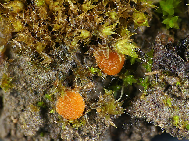 kvapka žltkavá Octospora axillaris (Nees) M.M. Moser