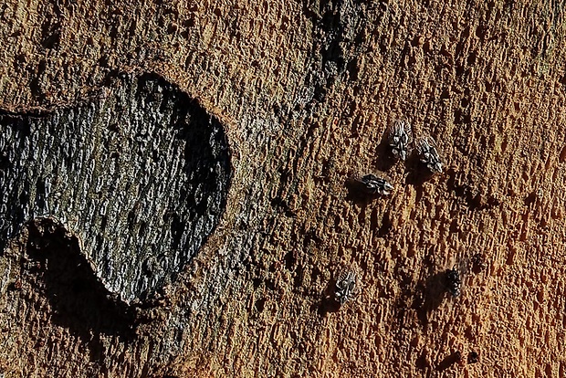 sietnička platanová  Corythucha ciliata