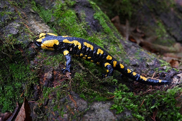 salamandra škvrnitá Salamandra salamandra Linnaeus, 1758