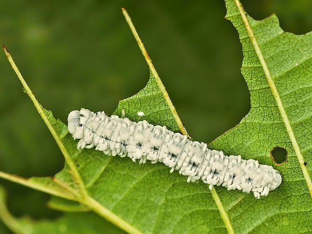 piliarka Eriocampa ovata larva