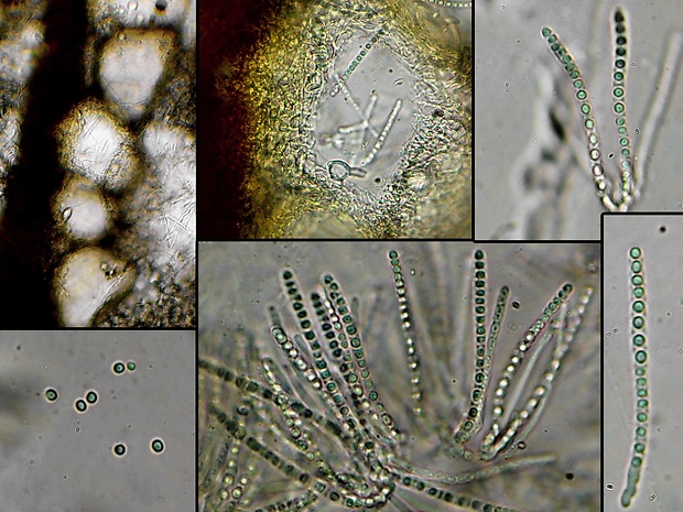 Trichoderma bavaricum Jaklitsch