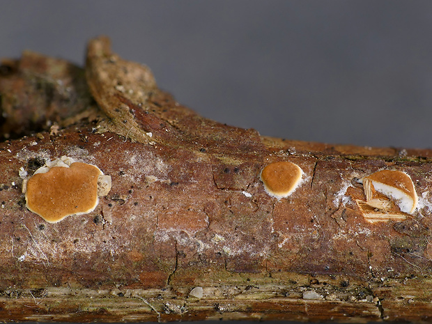 Trichoderma bavaricum Jaklitsch