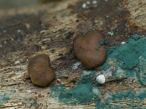 ponorenec Petersonov Trichoderma petersenii Samuels, Dodd & Schroers