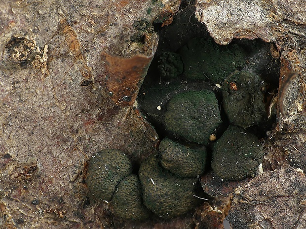 ponorenec Trichoderma simmonsii P. Chaverri, F.B. Rocha, Samuels, Degenkolb & Jaklitsch