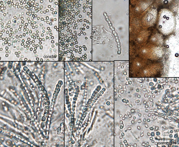 ponorenec zelenkastý Trichoderma viridescens (A.S. Horne & H.S. Will.) Jaklitsch & Samuels