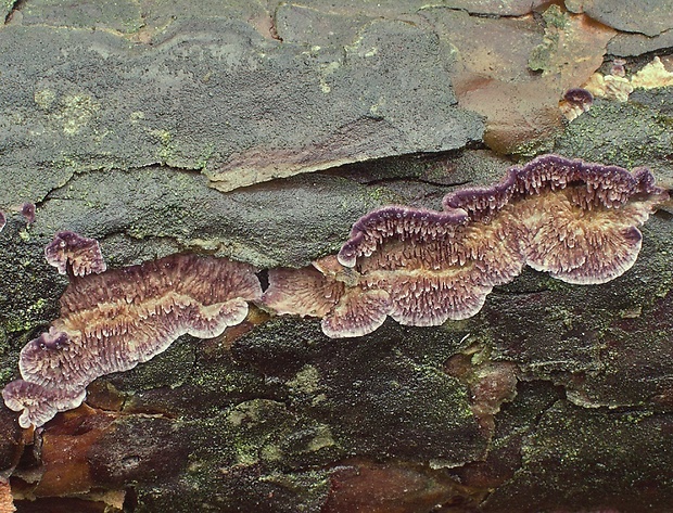 ryhovec hnedofialový Trichaptum fuscoviolaceum (Ehrenb.) Ryvarden