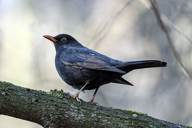 drozd čierny  Turdus merula