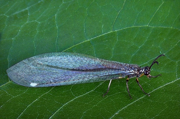 mravcolev čiernobruchý (sk) / mravkolev běžný (cz) Myrmeleon formicarius Linnaeus, 1767