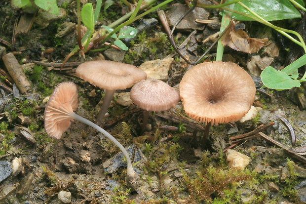 hodvábnica mäsovočervená Entoloma incarnatofuscescens (Britzelm.) Noordel.
