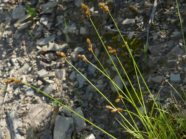 ostrica zajačia Carex ovalis Gooden.