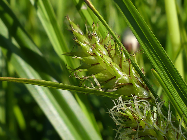 ostrica pľuzgierkatá Carex vesicaria L.