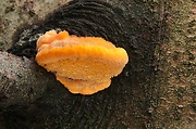 oranžovec vláknitý