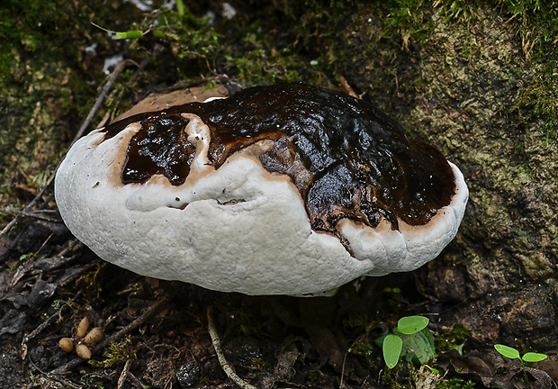 lesklokôrovka Pfeifferova Ganoderma pfeifferi Bres.