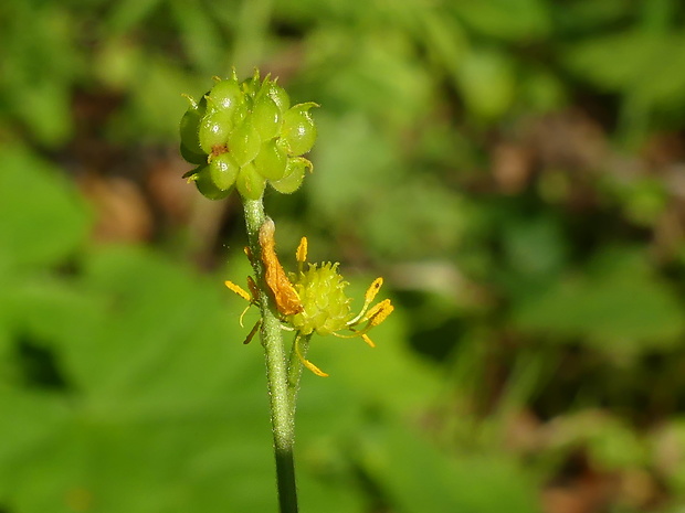 iskerník klamný Ranunculus fallax (Wimm. et Grab.) Sloboda