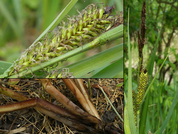 ostrica pobrežná Carex riparia Curtis