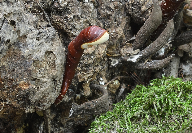 lesklokôrovka obyčajná Ganoderma lucidum (Curtis) P. Karst.