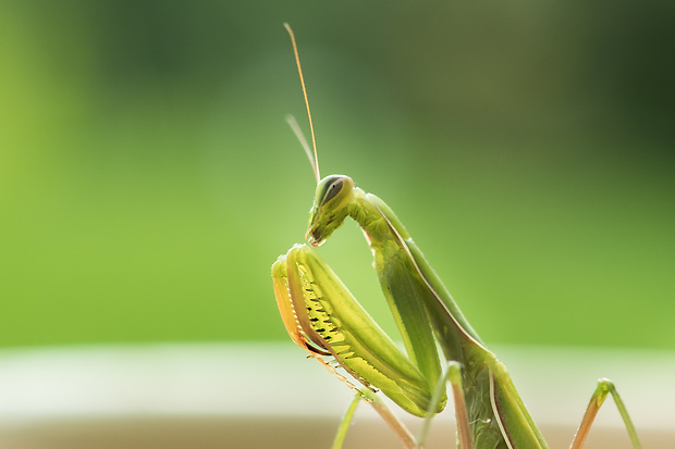 modlivka zelená mantis religiosa
