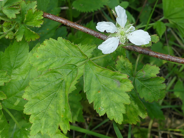 ostružina ožinová Rubus caesius L.