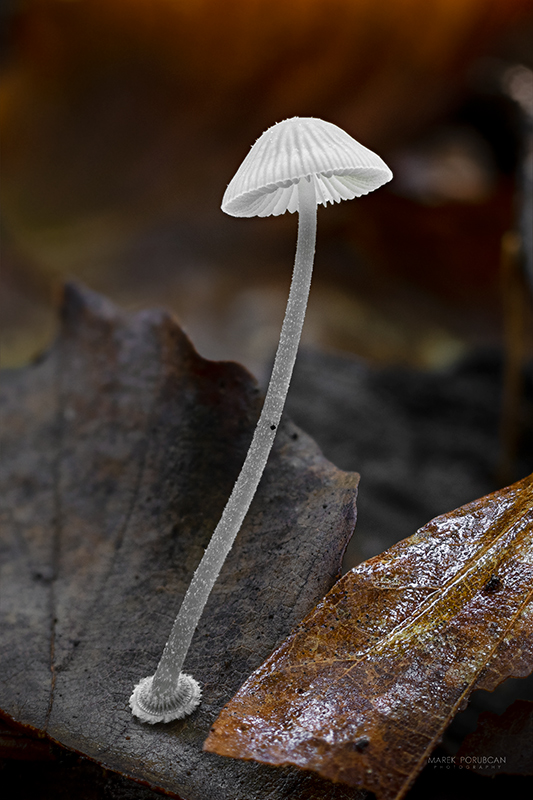 prilbička diskovitá Mycena stylobates (Pers.) P. Kumm.