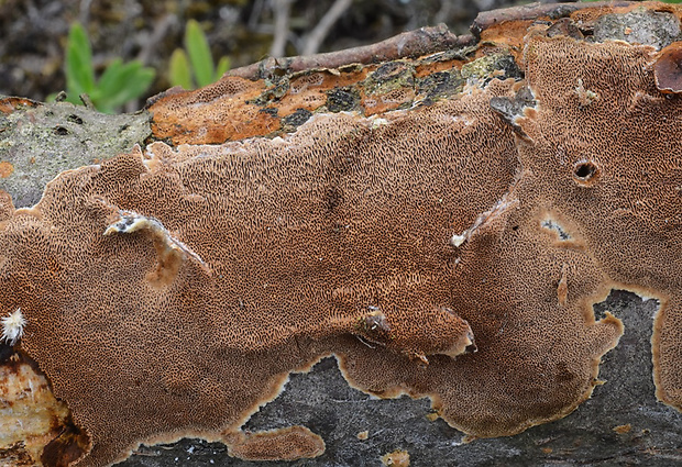 ohňovec hrdzavohnedý Fuscoporia ferruginosa (Schrad.) Murrill