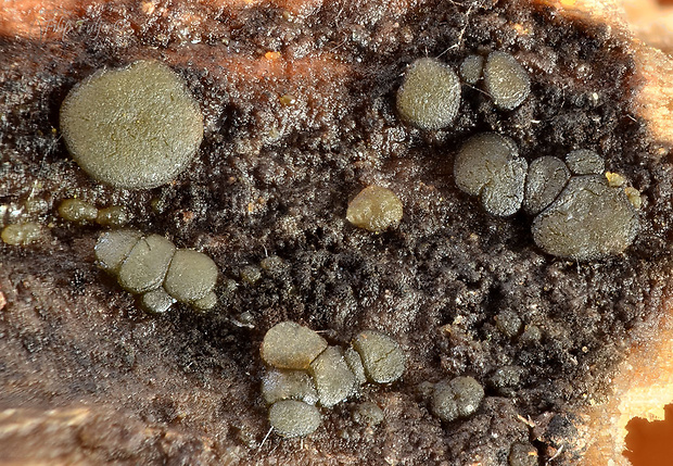 Vexillomyces xylophilus (Kirschst.) Baral, G. Marson & Quijada