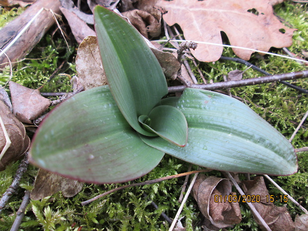 vstavač Orchis sp.