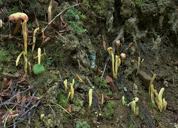 kyjačik Clavaria argillacea Pers.