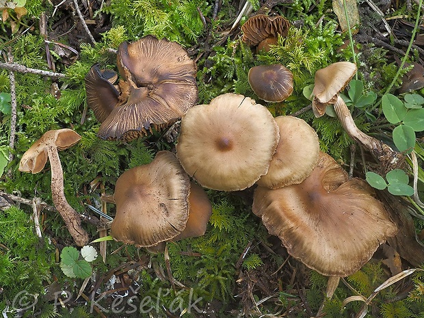 pavučinovec plavohnedý Cortinarius fulvoisabellinus Rob. Henry