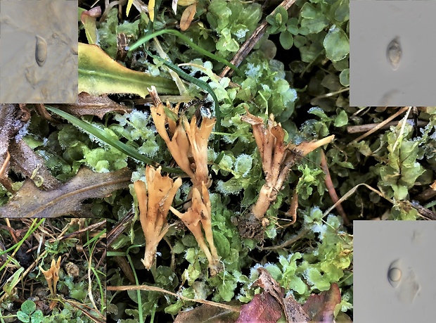 Tremellodendropsis tuberosa (Grev.) D.A. Crawford