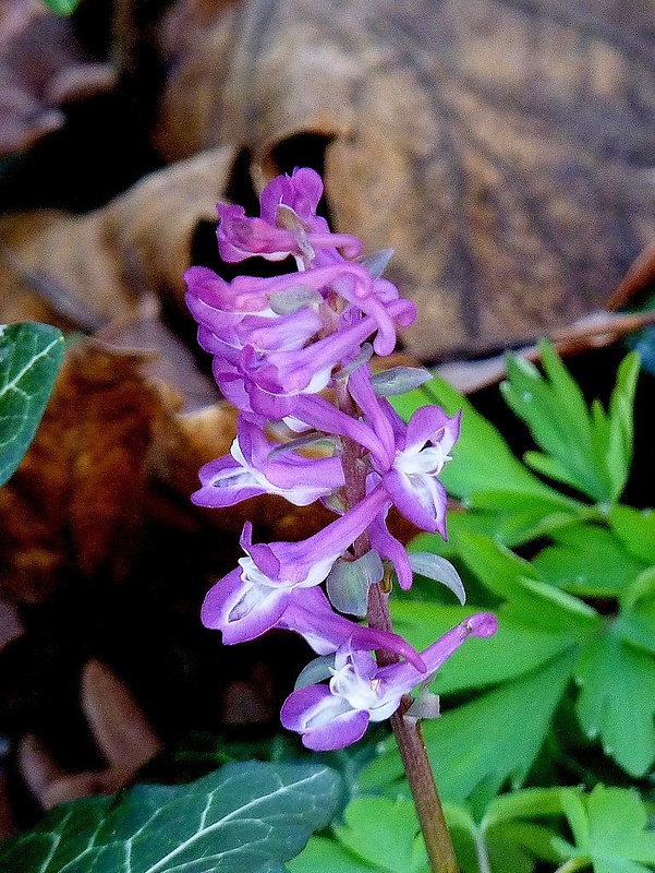 chochlačka dutá Corydalis cava (L.) Schweigg. et Körte