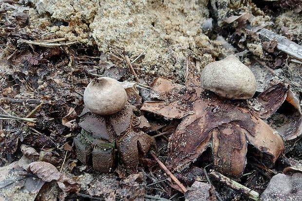 hviezdovka trojitá Geastrum triplex Jungh.