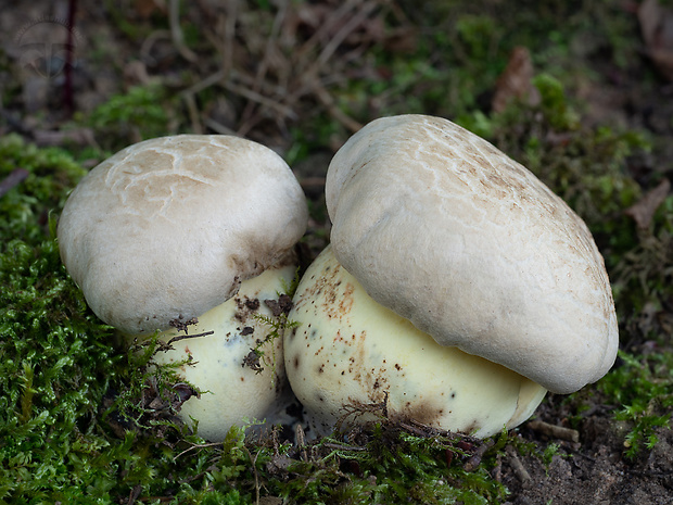 hríb horký Caloboletus radicans (Pers.) Vizzini