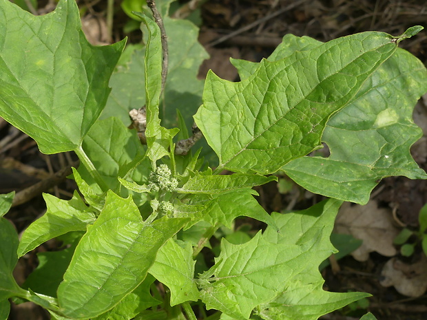 mrlík hybridný Chenopodium hybridum L.