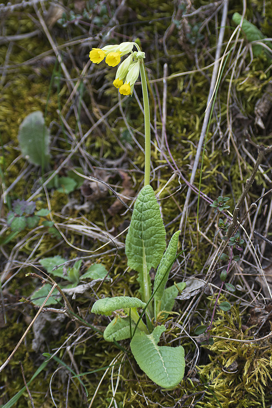 prvosienka jarná  Primula veris L.