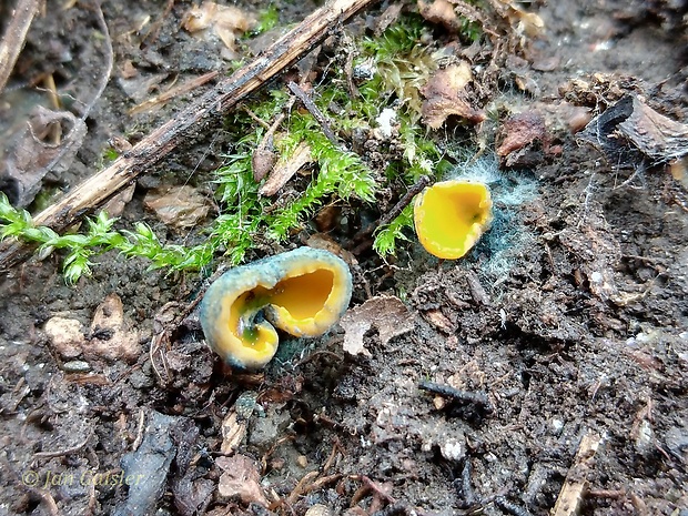 pohárovka ohnivá Caloscypha fulgens (Pers.) Boud.