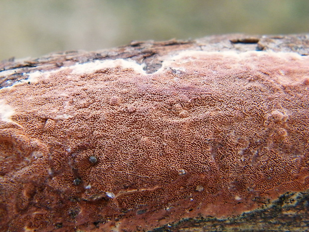 slizopórovka radová Meruliopsis taxicola (Pers.) Bondartsev