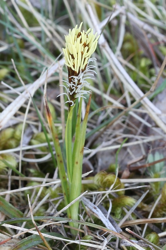 ostrica nízka Carex humilis Leyss.