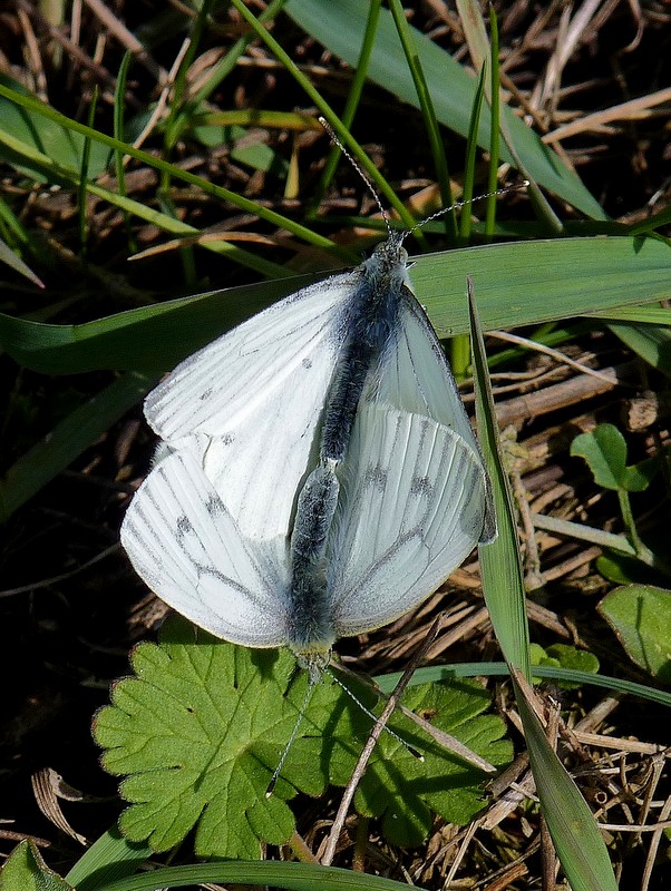 mlynárik repkový Pieris napi