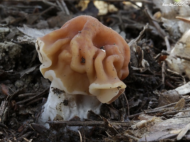 ušiak obrovský Gyromitra gigas (Krombh.) Cooke