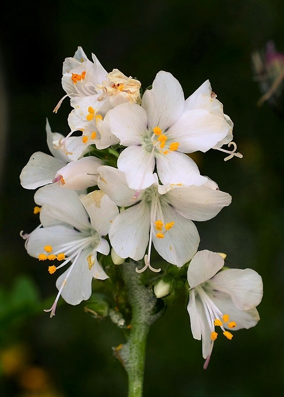 vojnovka belasá Polemonium caeruleum L.