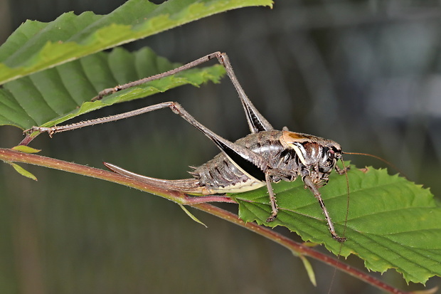 kobylka počerná Pholidoptera aptera
