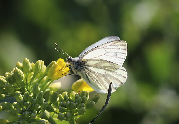 mlynárik repkový Pieris napi