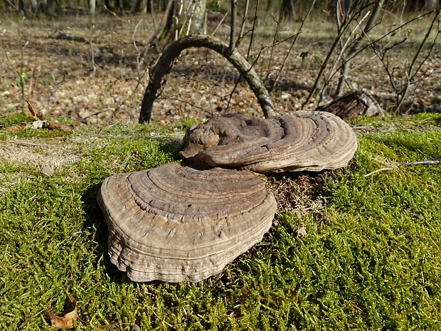 lesklokôrovka plochá Ganoderma applanatum (Pers.) Pat.
