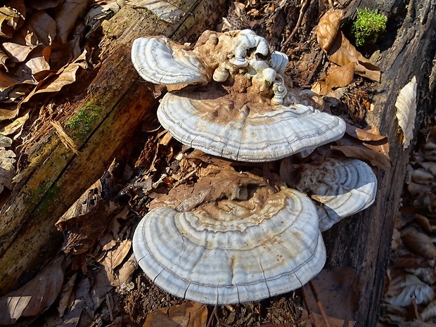 lesklokôrovka plochá Ganoderma applanatum (Pers.) Pat.